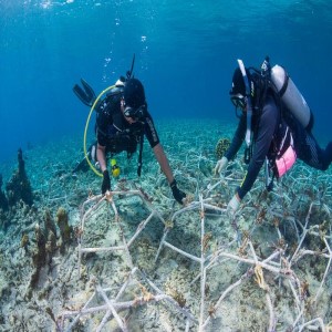 يمكننا إعادة بناء الشعاب المرجانية والمصنفة كأنظمة بيئية صحية